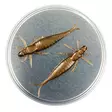 Microbite Nymph 50mm Jigg - Jiggar - 6429810122070 - 1
