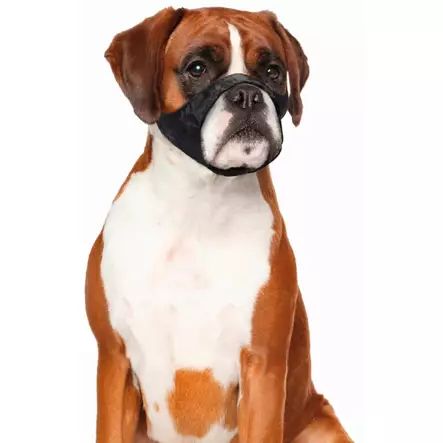 Duvo+ Munkorg nylon - Hundhalsband och selar - 3950001266301 - 3