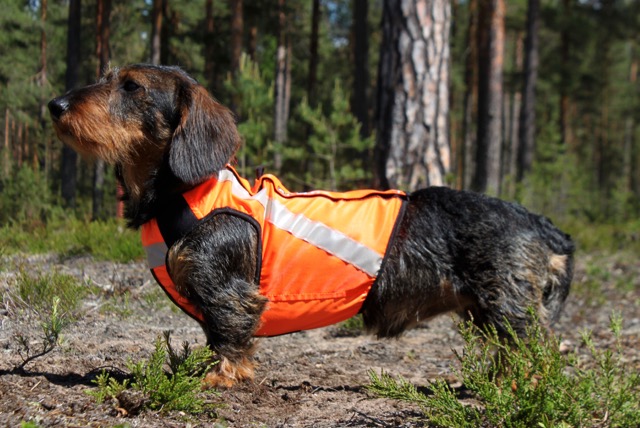 Kardog SISU-signalväst - Signalväst för hundar - 3950001270711 - 1