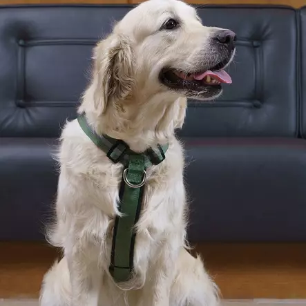 Salon sele, skogsgrön - Hundhalsband och selar - 3950001287542 - 1