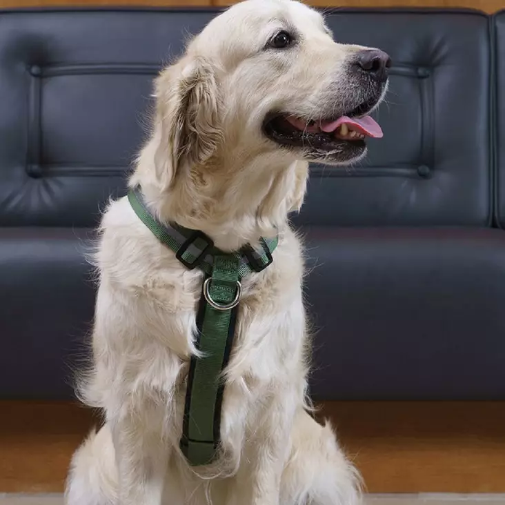 Salon sele, skogsgrön - Hundhalsband och selar - 3950001287542 - 1