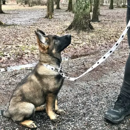 Bambino koppel 250cm, Harmony - Hundkoppel - 3950001287474 - 2