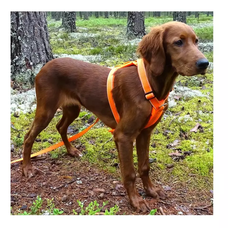 Kardog Elva hundsele Orange - Hundhalsband och selar - 3950001295004 - 1