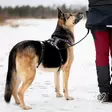 RESCUE Sele Stoppare M/L - Hundhalsband och selar - 6438406006656 - 2