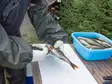 Ahti Fisksax - Fiskarens arbetsredskap och tillbehör - 6418252996707 - 2