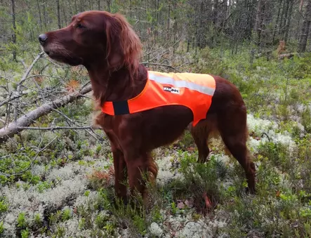 Kardog Ruska signalväst, Ena sidan orange och andra gul - Signalväst för hundar - 3950001258498 - 1