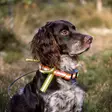 Barq Reflex flärp 12cm - Hundhalsband och selar - 7340143710408 - 2