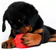 Jolly Jumper Hundens Gummiboll 10cm - Hundvård - 788169004069 - 3