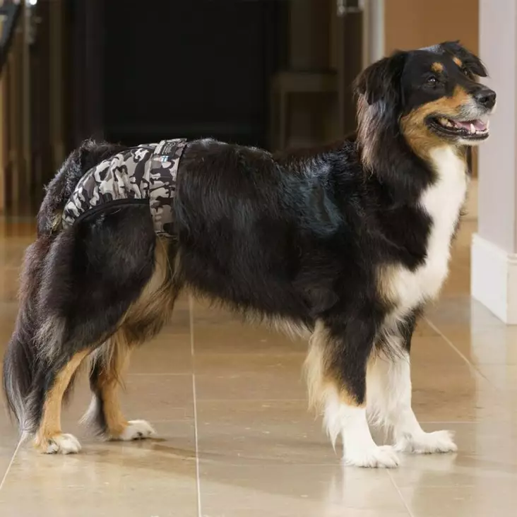 BRENDA för en tikhund när den löper. - Hundvård - 3950001287429 - 1